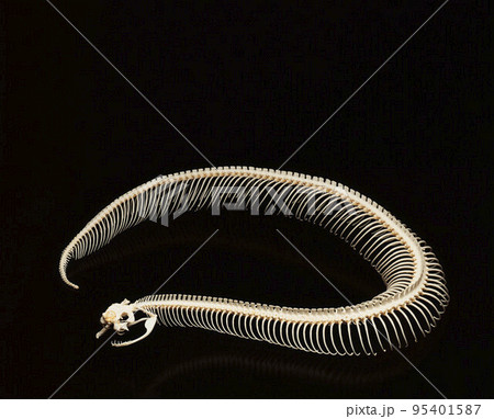 snake skeleton snake skeleton 95401587