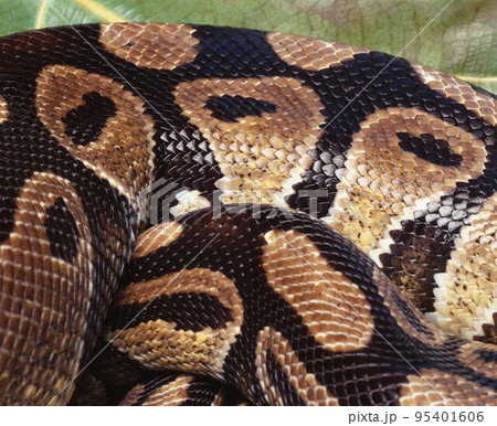 snake 95401606