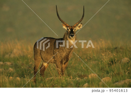 Waterbuck Waterbuck 95401613