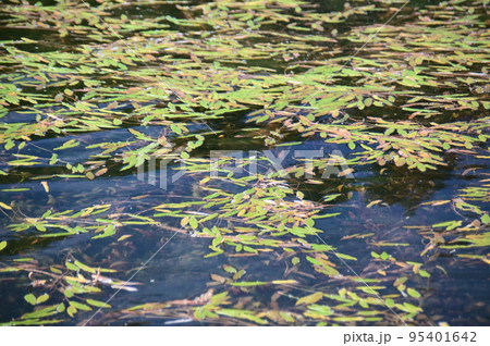 浮葉性の水草ヒルムシロに覆われた野尻湖の湖面 95401642