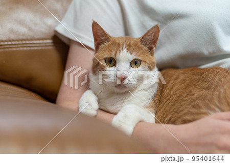 抱かれる猫 茶トラ白 抱かれる猫 茶トラ白 95401644