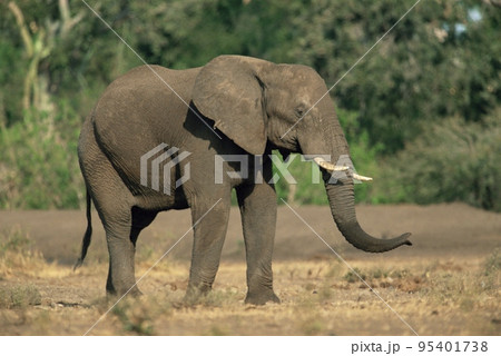 African elephant 95401738