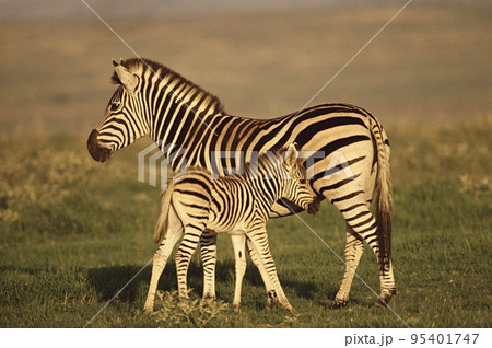 Zebras Zebras 95401747
