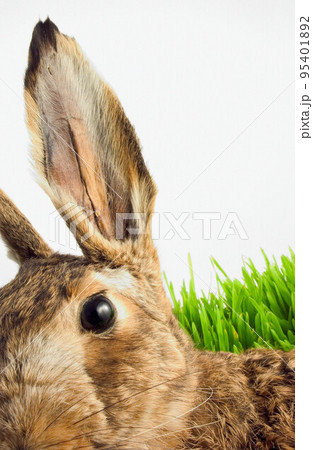 Easter Bunny Rabbit Easter Bunny Rabbit 95401892