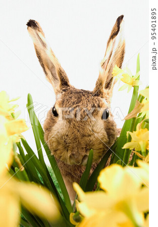 rabbit rabbit 95401895