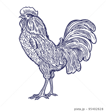beautiful hand-drawn rooster beautiful hand-drawn rooster 95402628