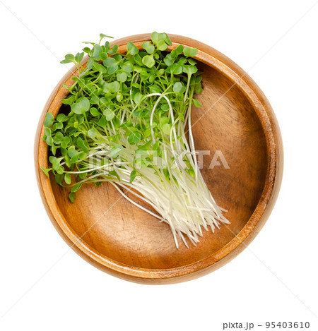 Kale shoots, microgreens in a wooden bowl. Ready to eat green seedlings and young plants of leaf cabbage. Sprouted curly leaf kale,  Brassica oleracea var. sabellica. Close up, from above, food photo. 95403610