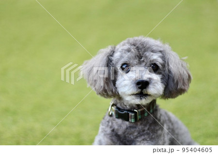 芝生の上で座っている、トイプードルの顔の表情、涙目の顔 芝生の上で座っている、トイプードルの顔の表情、涙目の顔 95404605
