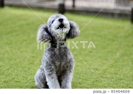 芝生の上で座っている、トイプードルの顔の表情、涙目の顔 95404609