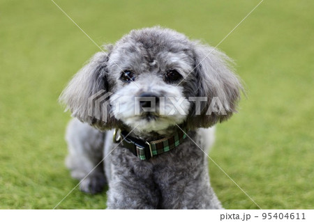 芝生の上で座っている、トイプードルの顔の表情、涙目の顔 芝生の上で座っている、トイプードルの顔の表情、涙目の顔 95404611