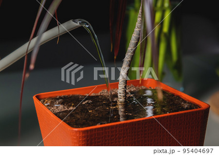 Close-up pot, watering green home plant at home or office, care for home flowers, pour liquid, enrich dry ground, gardening Close-up pot, watering green home plant at home or office, care for home flowers, pour liquid, enrich dry ground, gardening 95404697