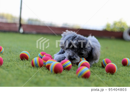 トイプードルが芝生の上に沢山転がるゴルフ練習用ボールの中にいる様子 95404803
