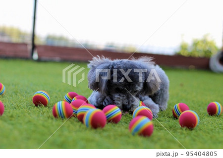 トイプードルが芝生の上に沢山転がるゴルフ練習用ボールの中にいる様子 95404805