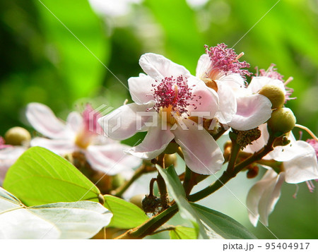 種から赤い色素をとる　熱帯植物(3月)ベニノキ(紅の木)01 95404917