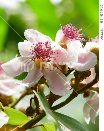 種から赤い色素をとる　熱帯植物(3月)ベニノキ(紅の木)01V3.4 95404919