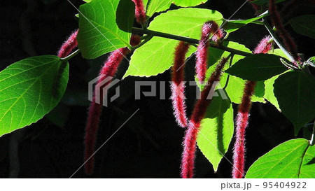 組みひものような赤い花 熱帯植物(3月)ベニヒモノキ02H16.9 組みひものような赤い花 熱帯植物(3月)ベニヒモノキ02H16.9 95404922