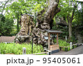 日本最樹齢 95405061