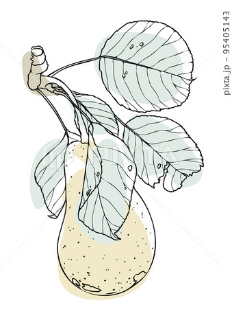 Hand-drawn black and white line pear with leaves covered with colored shapes. Pastel colors. Modern design 95405143