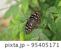 オオムラサキの雌 95405171