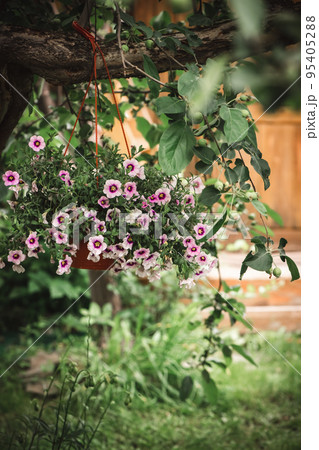 A gorgeous calibrachoa bushs in a hanging baskets outdoors 95405288