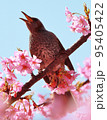 河津桜とヒヨドリ 95405422