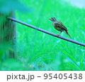 ホオジロ 95405438