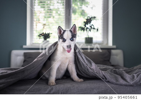 A small white dog puppy breed siberian husky A small white dog puppy breed siberian husky 95405661