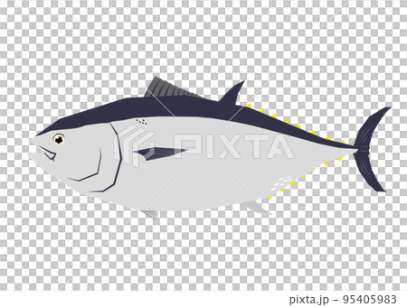 金槍魚的插圖 95405983