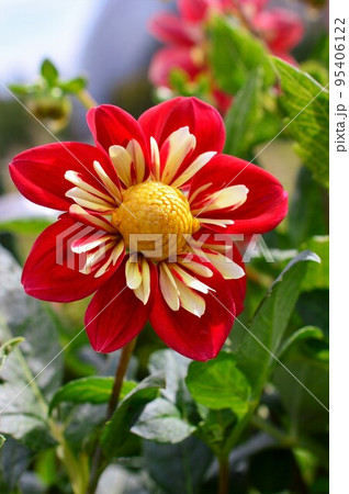 コラレット咲きの赤いダリア 95406122