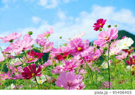 コスモス畑6 95406403