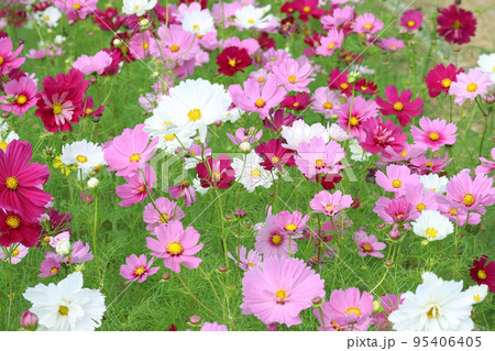 コスモス畑4 95406405