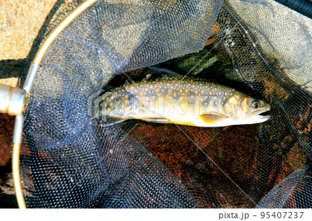 新潟県釜川の七ツ釜渓谷でイワナ釣り 95407237