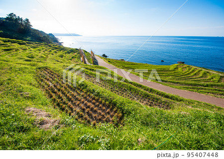 能登半島　　刈り入れの終わった白米千枚田 95407448