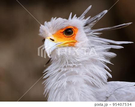 美しいヘビクイワシの顔のアップ 95407534