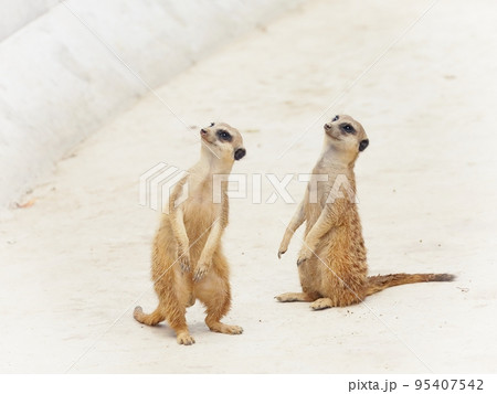 立ち上がり空を見上げるミーアキャットたち 95407542