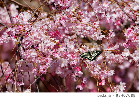 春のサクラと舞う蝶 春のサクラと舞う蝶 95407689