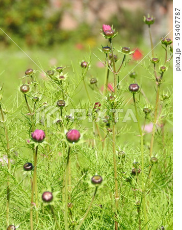 まだ開花していないコスモス畑 95407787