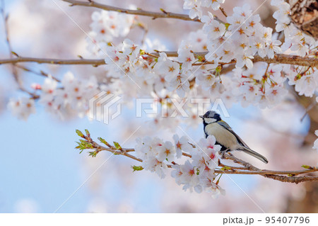 春のサクラと戯れる小鳥シジュウウカラ 春のサクラと戯れる小鳥シジュウウカラ 95407796