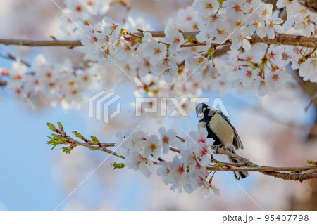 春のサクラと戯れる小鳥シジュウウカラ 春のサクラと戯れる小鳥シジュウウカラ 95407798