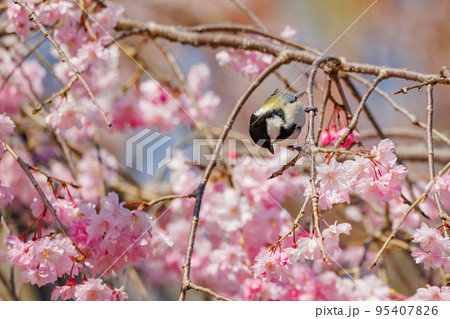 春のサクラと戯れる小鳥シジュウウカラ 95407826