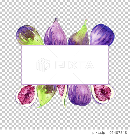 Border with watercolor hand drawn figs. Illustration of sweet fresh crop. Organic food for label, menu, recipes, packaging. Summet fruit harvest. Border with watercolor hand drawn figs. Illustration of sweet fresh crop. Organic food for label, menu, recipes, packaging. Summet fruit harvest. 95407848