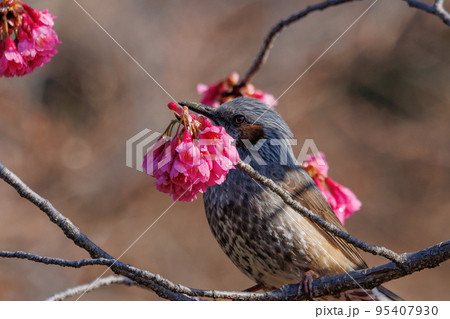 春のサクラと花びらが好物のヒヨドリ 春のサクラと花びらが好物のヒヨドリ 95407930
