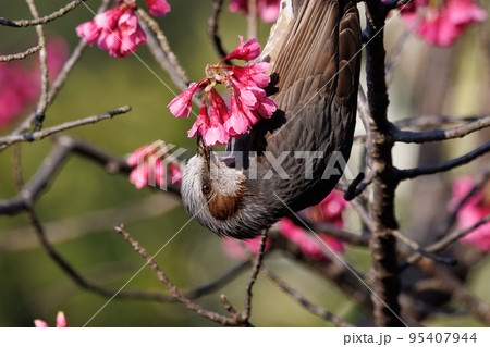 春のサクラと花びらが好物のヒヨドリ 春のサクラと花びらが好物のヒヨドリ 95407944