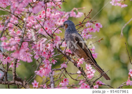春のサクラと花びらが好物のヒヨドリ 95407961