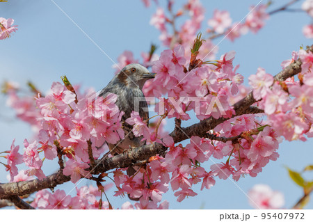 春のサクラと花びらが好物のヒヨドリ 95407972
