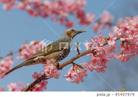 春のサクラと花びらが好物のヒヨドリ 春のサクラと花びらが好物のヒヨドリ 95407979