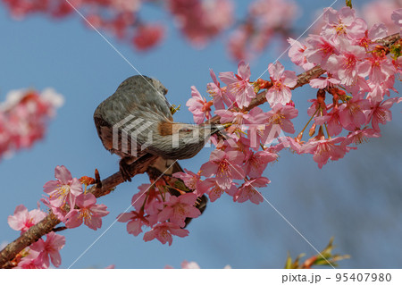 春のサクラと花びらが好物のヒヨドリ 春のサクラと花びらが好物のヒヨドリ 95407980
