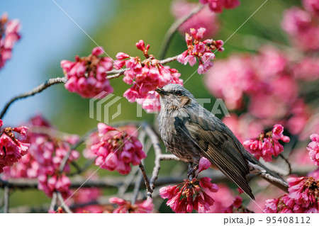 春のサクラと花びらが好物のヒヨドリ 春のサクラと花びらが好物のヒヨドリ 95408112