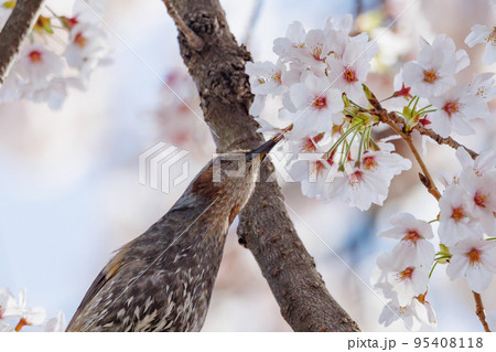 春のサクラと花びらが好物のヒヨドリ 春のサクラと花びらが好物のヒヨドリ 95408118