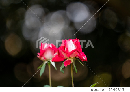 薔薇、ラブ 95408134